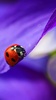 Ladybug Live Wallpaper screenshot 6