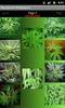 Weed Wallpapers and Pictures screenshot 2
