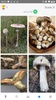 Mushroom Identificator screenshot 11