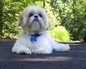 Shih Tzu Dogs Jigsaw Puzzles screenshot 2