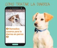 Remedios Caseros Para Perro screenshot 2