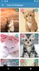Cute Cat Wallpaper screenshot 9