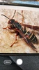 Picture Insect - Insect Id Pro screenshot 7