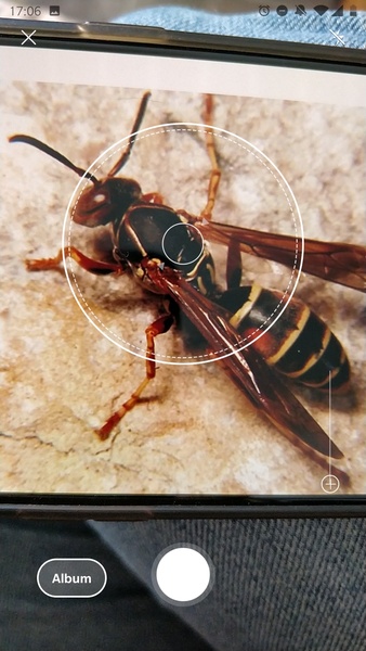Picture Insect - Insect Id Pro - Preview 7