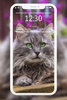 Cutest Cats Wallpaper screenshot 4