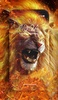 Lion Wallpaper screenshot 8