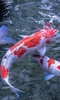 Koi Fish Live Wallpaper screenshot 7