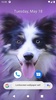 Cute Dog Wallpaper screenshot 6