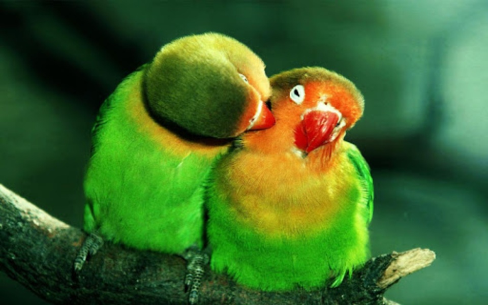 Parrot Live Wallpaper - Preview 1