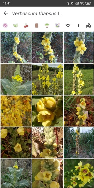 PlantNet Plant Identification - Preview 3