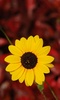 Sunflower Wallpaper screenshot 17