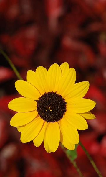 Sunflower Wallpaper - Preview 17