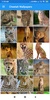 Cheetah Wallpapers: HD Images, Free Pics download screenshot 4