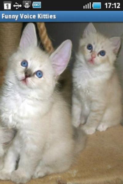 Funny Voice Kitties - Preview 4