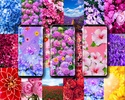 Summer flowers live wallpaper screenshot 7