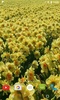 Daffodils Video Live Wallpaper screenshot 3