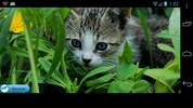 Kitten Solitaire screenshot 1