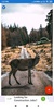 Deer Wallpapers: HD Images,Free Pics download screenshot 2