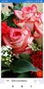 Rose Wallpaper: HD images, Free Pics download screenshot 6