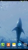 White Shark Video Wallpapers screenshot 5