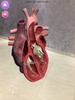 AR Augmented reality Anatomy screenshot 3