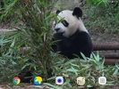 Panda Video Wallpaper screenshot 3
