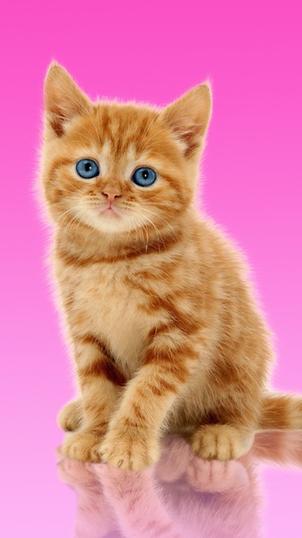 Sweet Cat and Caps - Preview 8