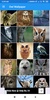 Owl Wallpaper: HD images, Free Pics download screenshot 5