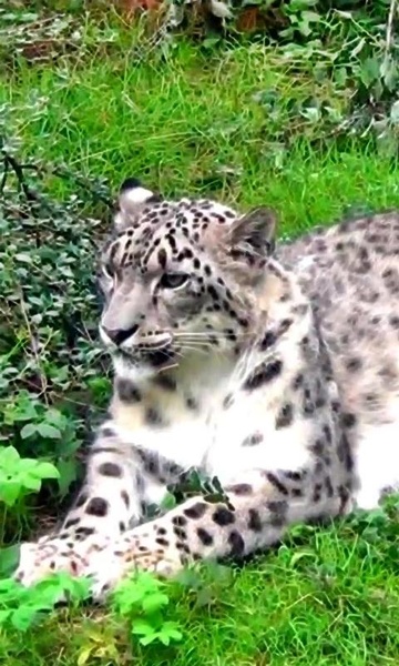 Leopard Series Live Wallpapers - Preview 1