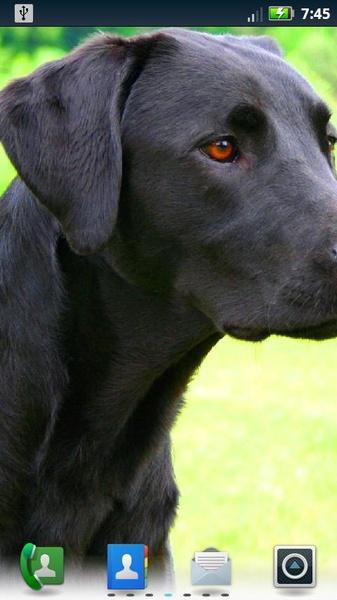 Lovable Labs Live Wallpaper - Preview 3