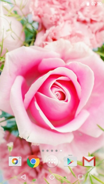 Roses - Preview 7
