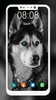 Husky Dog Wallpaper screenshot 1