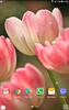 Beautiful Spring Flowers Live Wallpaper screenshot 4