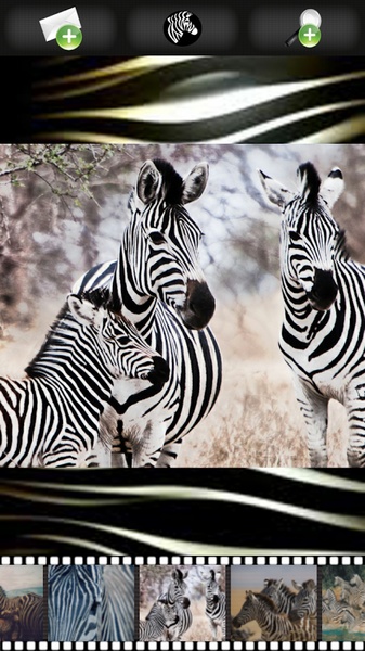 Zebra Wallpapers - Preview 10