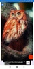 Owl Wallpaper: HD images, Free Pics download screenshot 7