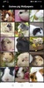 Guinea pig Wallpapers screenshot 1