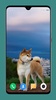 Dog Wallpaper 4K screenshot 12