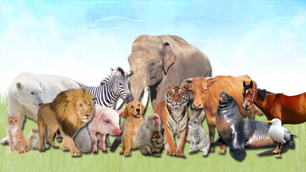 Animals for Toddler - Preview 4