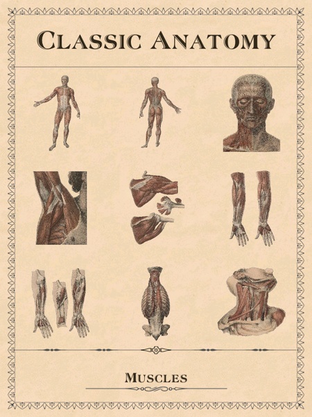 Classic Anatomy - Preview 13