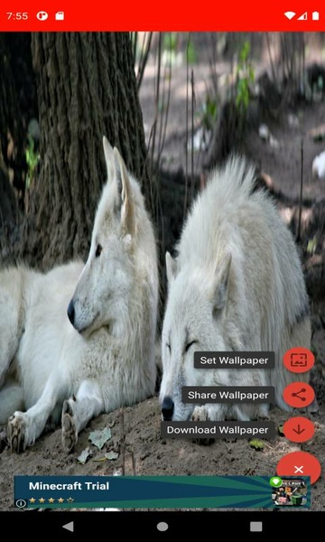 The most beautiful wolf pictures around the world of 4K - Preview 1