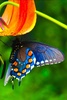 Butterfly Wallpaper screenshot 9