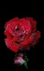 Red Rose Live Wallpaper screenshot 6