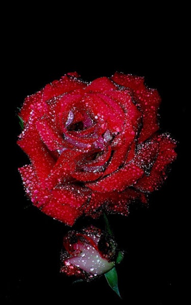 Red Rose Live Wallpaper - Preview 6