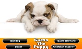 Guess The Puppy Breed Trivia screenshot 2