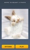 Cute Rabbits Puzzle screenshot 4