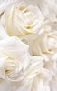 White Rose Live Wallpaper screenshot 4