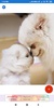 Puppy Wallpapers: HD images, Free Pics download screenshot 6