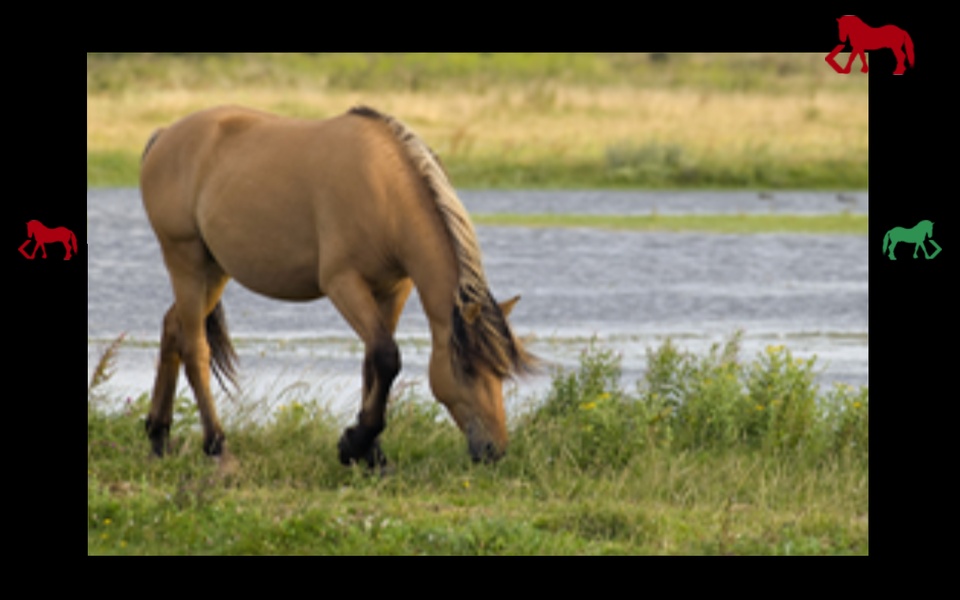 mybabyloveshorses - Preview 6