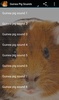 Guinea Pig Sounds screenshot 1