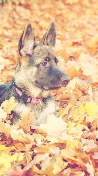 German Shepard Wallpapers - Preview 3